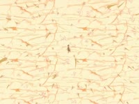 Спасение вша и Анджелина Джоли